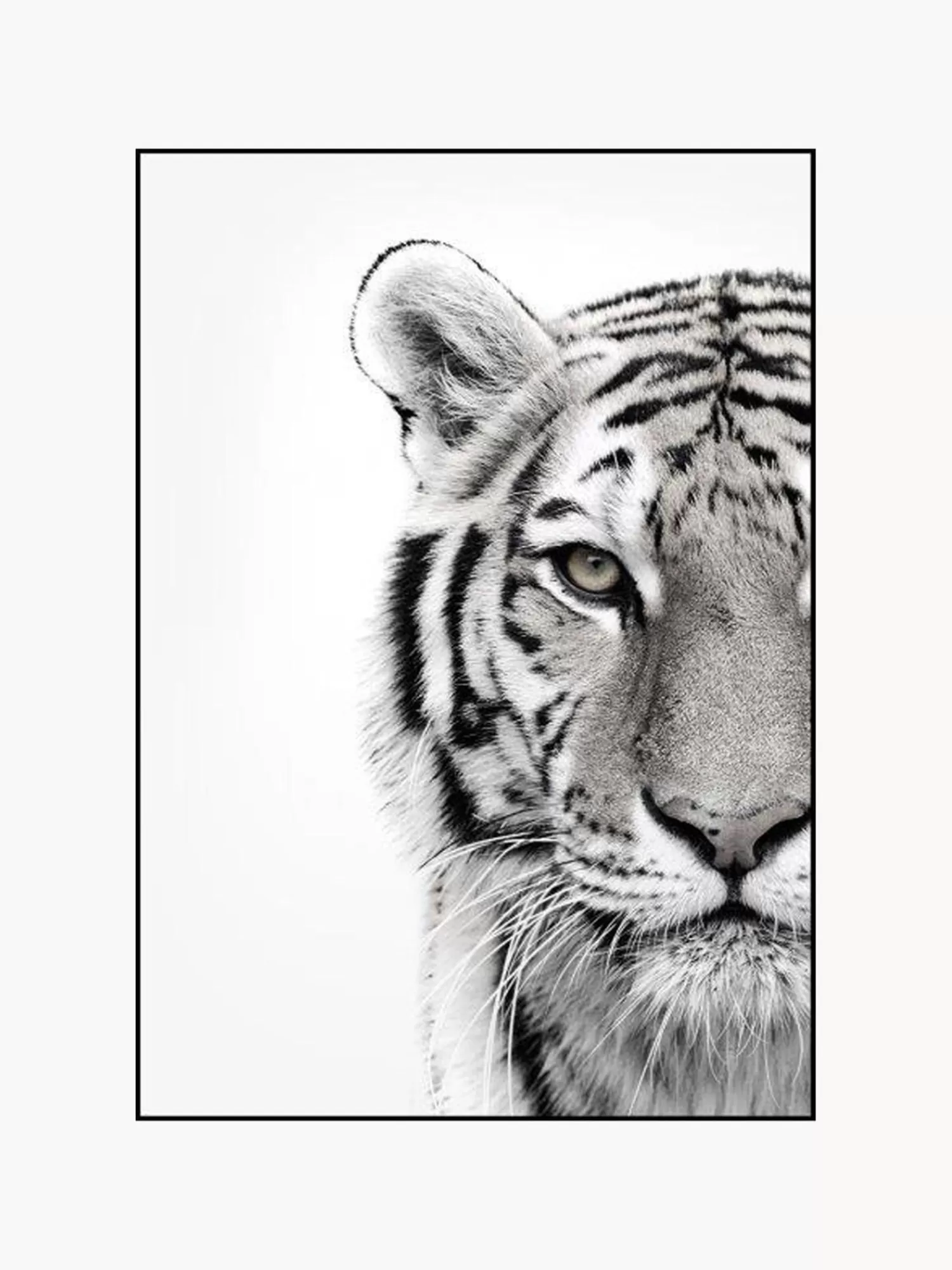 Flash Sale Oprawiony Druk Cyfrowy White Tiger Obrazy I Grafiki